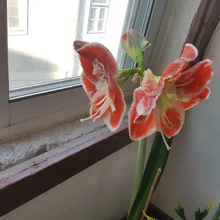 Homestay Beatu's Art Sweet Lisbon